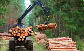 Sustainably sourced timber supports green living